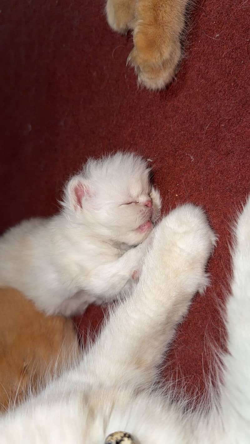 Kittens 0