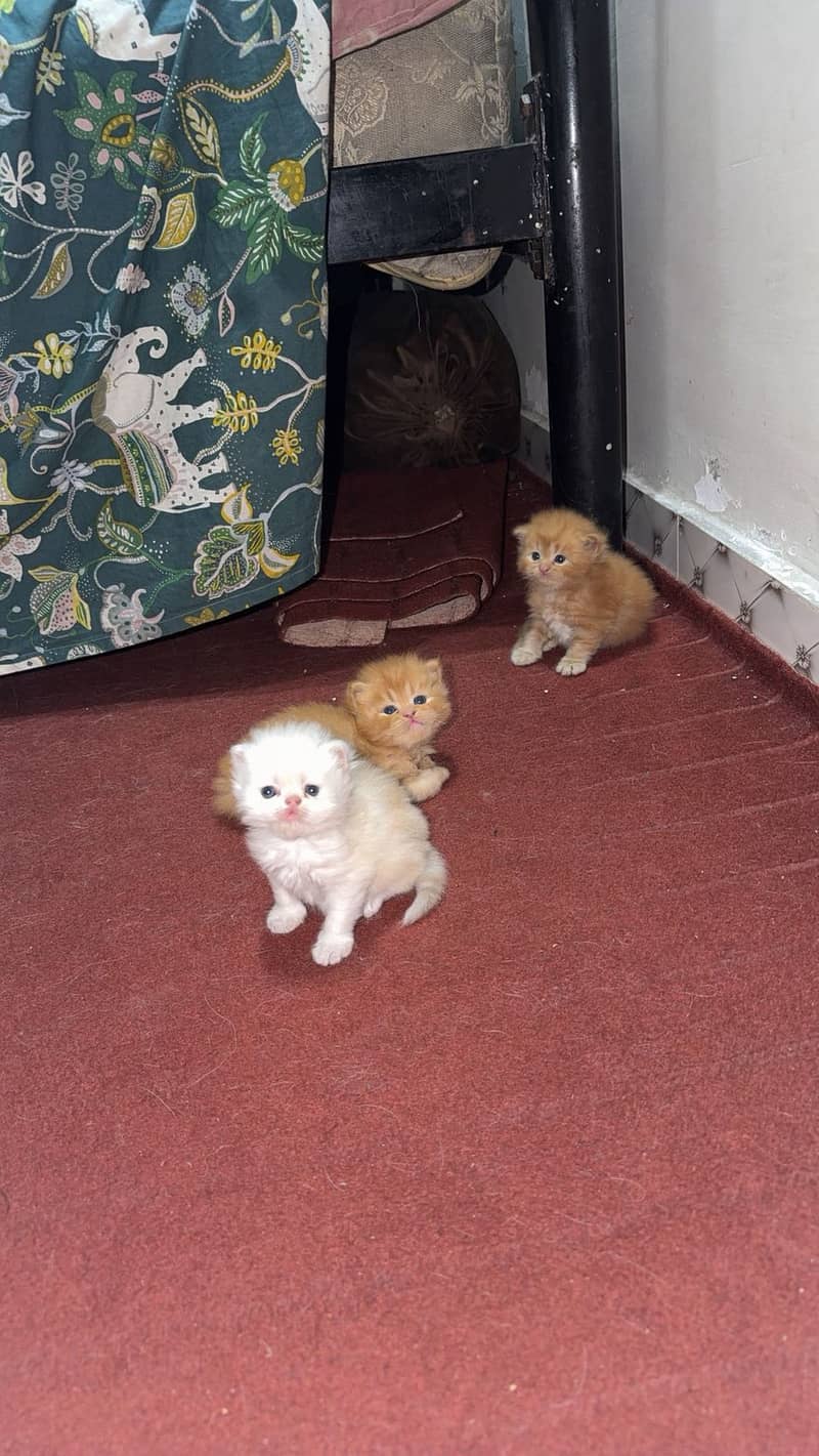 Kittens 1