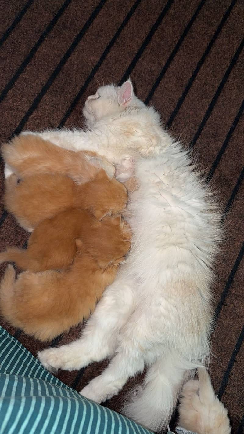Kittens 3