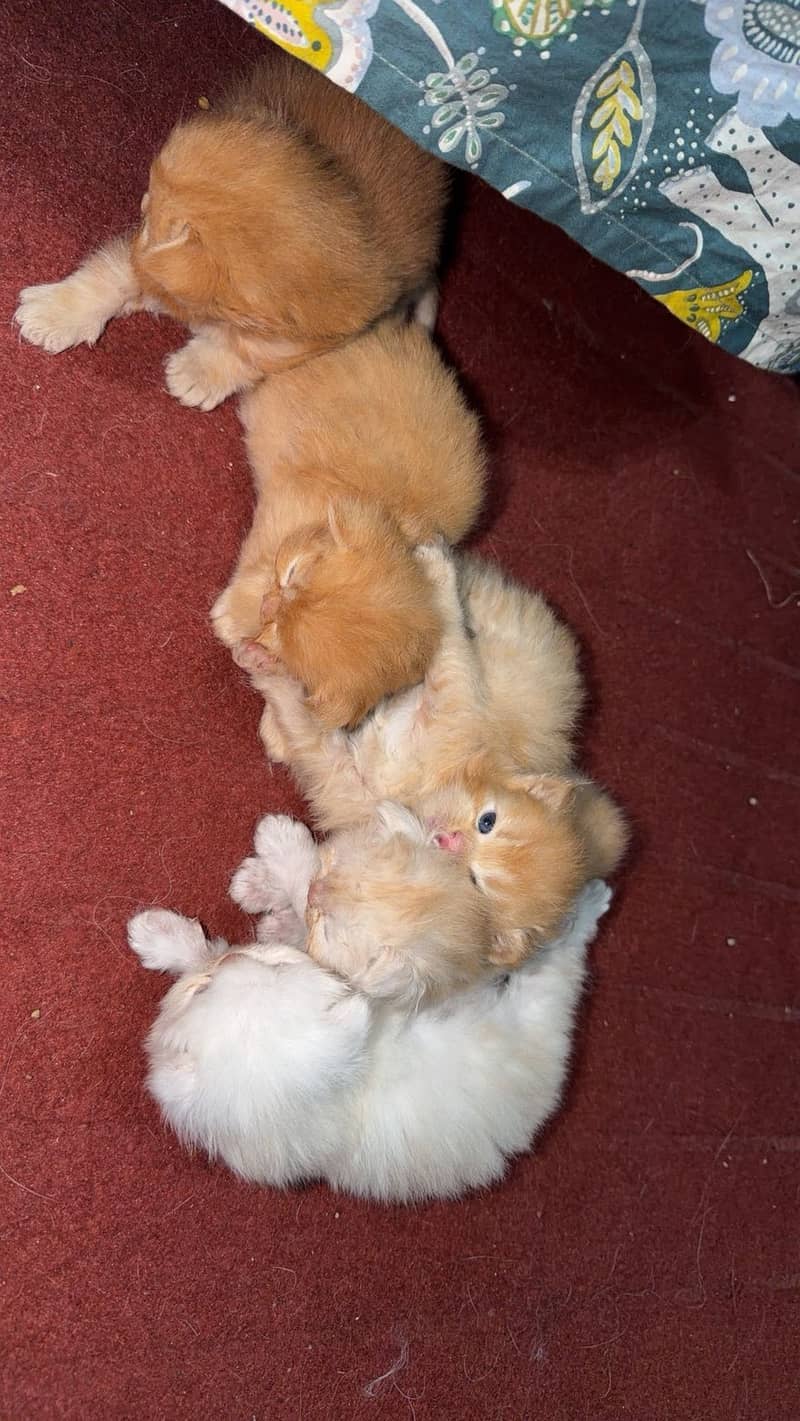 Kittens 4