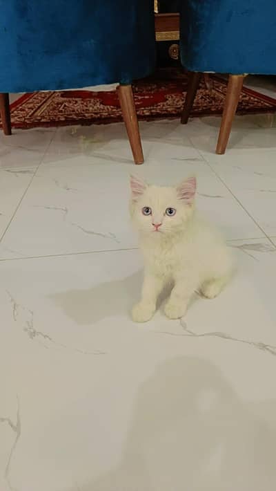 Persian kat male