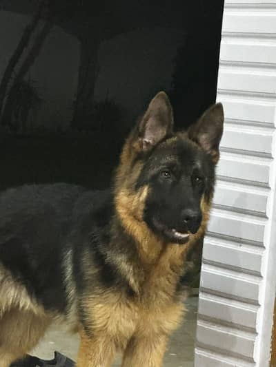 german Shepherd stock coat