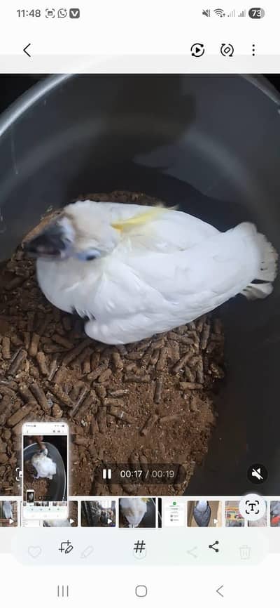 Triton cacatoo 3 manth available Rawalpindi