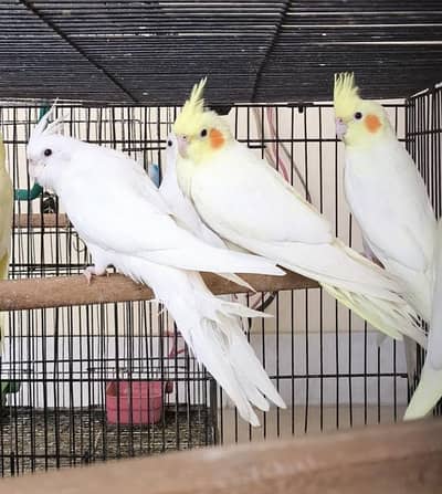 Cockatiels Pathe