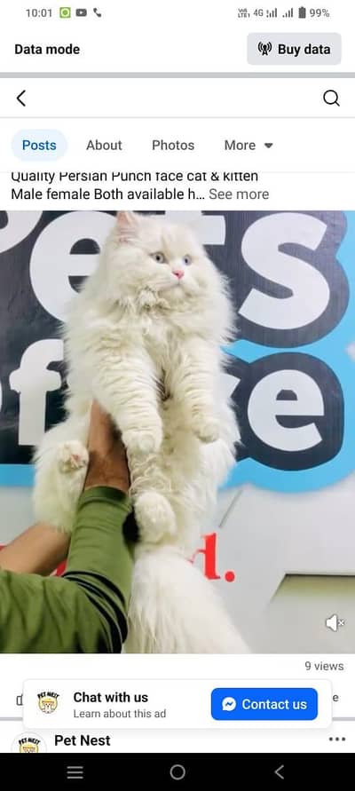 Persian triple coated kittens for sale cash on delivery available hy