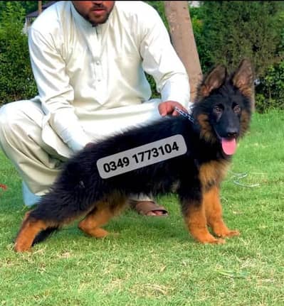 German shepherd long coat female.