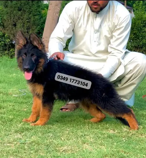 German shepherd long coat female. — photo 2