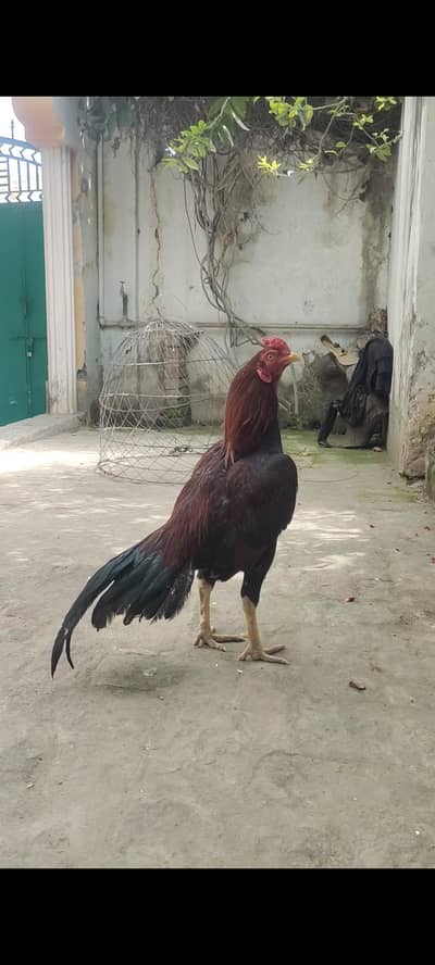 Aseel murgha mazbot