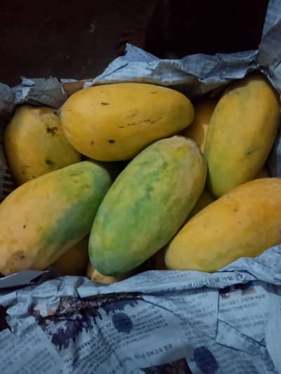 Fresh Sindhri Aam, 10 KG Box