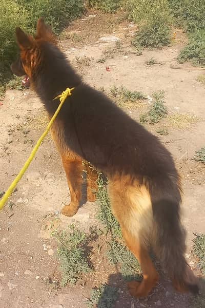 German Shepherd long coat Dog | German Shepherd.  | GSD | Dog For Sale