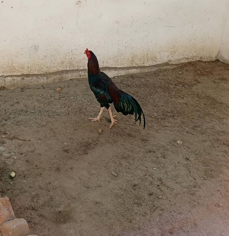 Aseel Patha 0