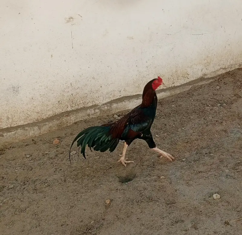 Aseel Patha — photo 2