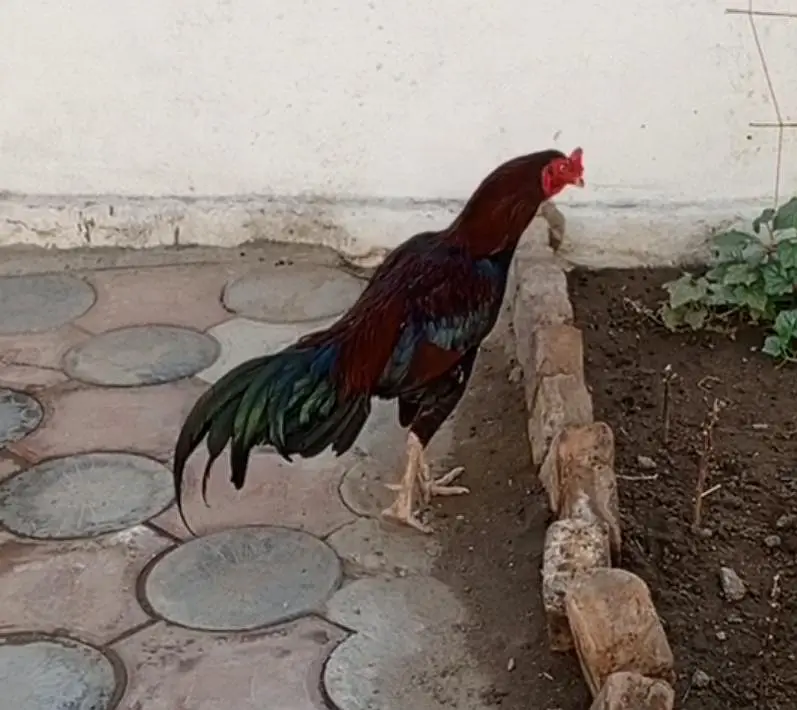 Aseel Patha — photo 3