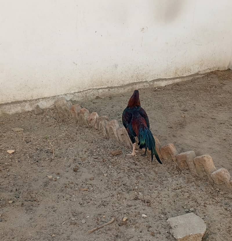 Aseel Patha 3