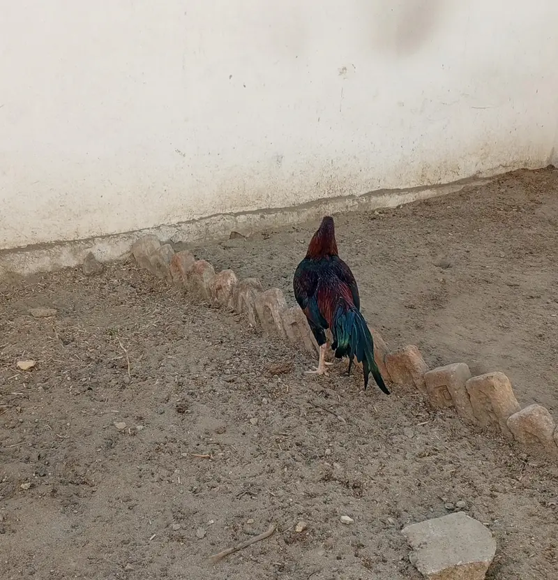 Aseel Patha — photo 4