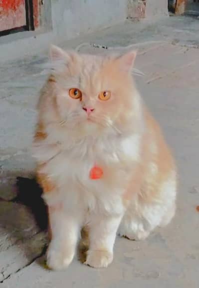 A Persian male Cat  is for Sale Vaccinated 13k