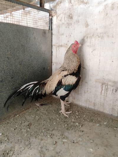Merathi Sawa Mianwali Home Breed For Sale