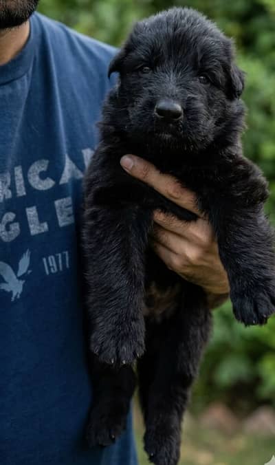 Show Quality Pure Black German Shepherd Puppies