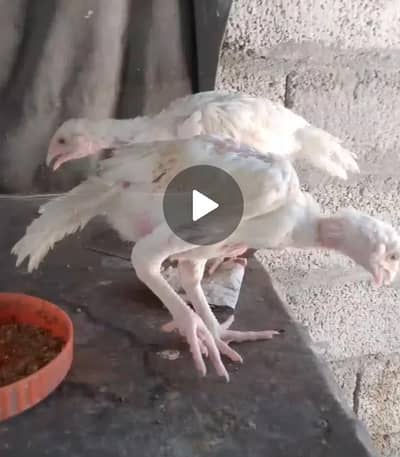 heera aseel, heera chicks