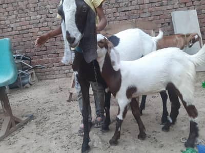 2 goats foe sale