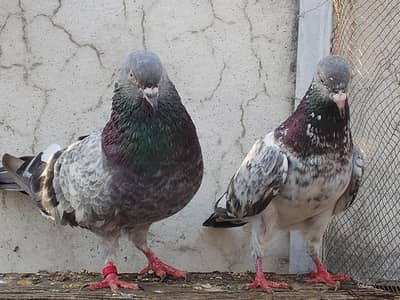 kamgar pigeon