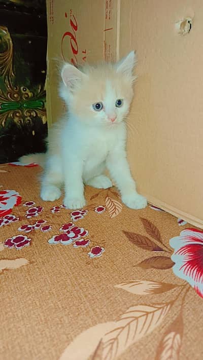 sale a cat kids