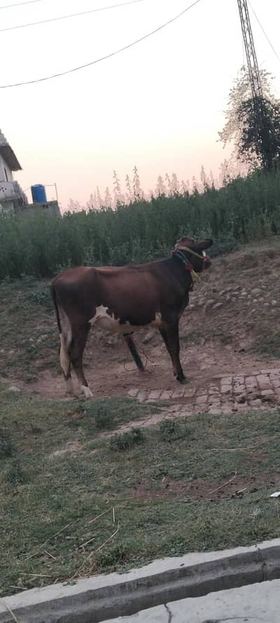 Healthy Cow for Sale