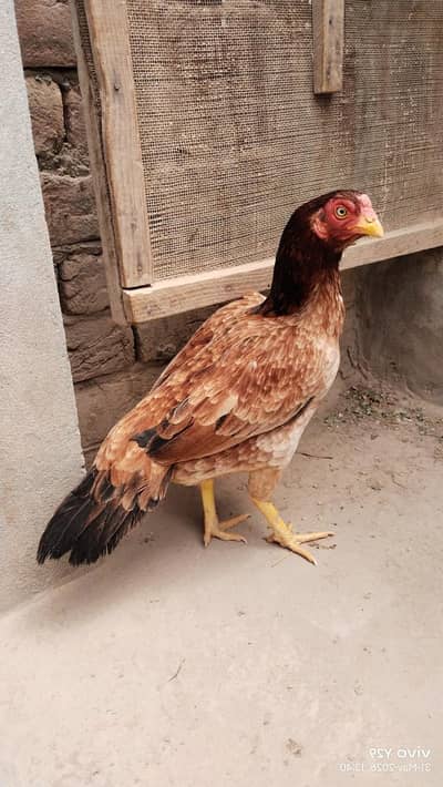 amroha aseel murghi