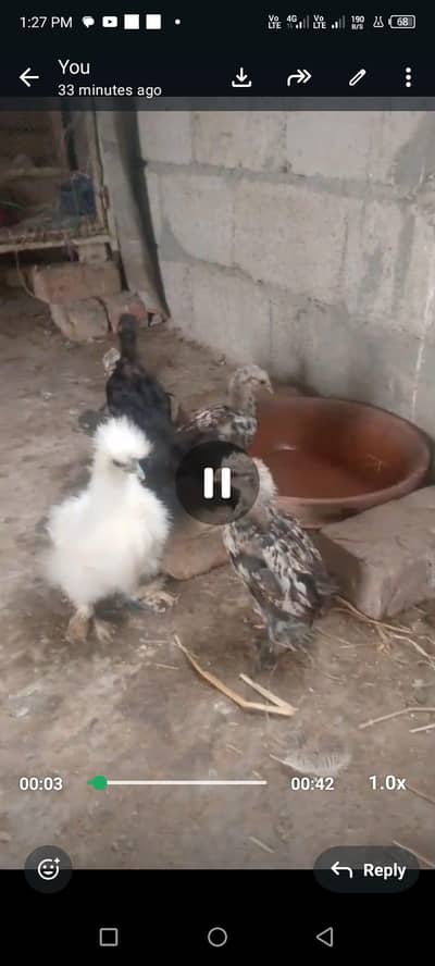 heera aseel, heera chicks