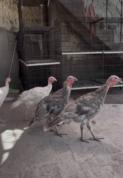 Blue slate / white turkey