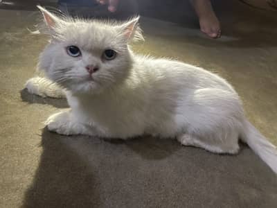 White Persian Cat