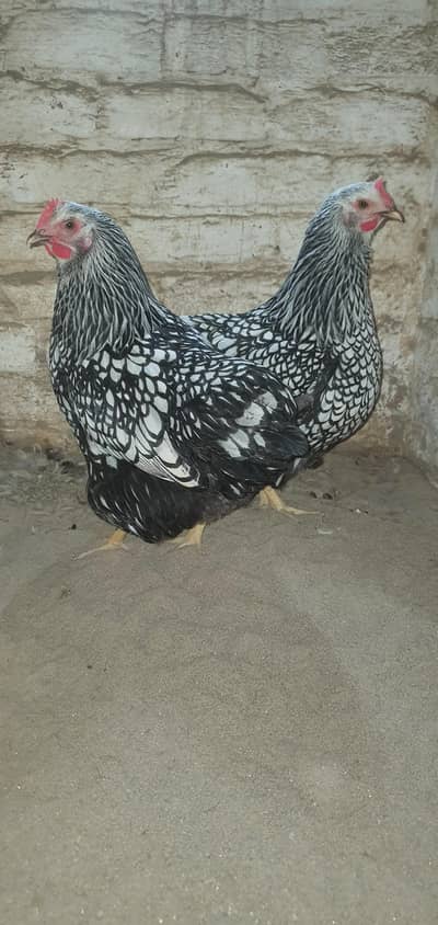 silver Wyandotte hens