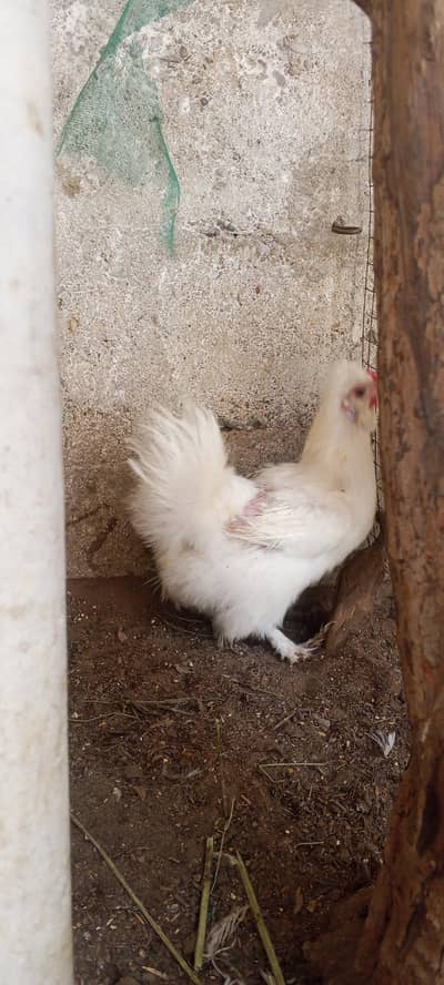 Silkie Hen Female