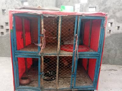 cage for sale 4 khana pingra for sale chana gali