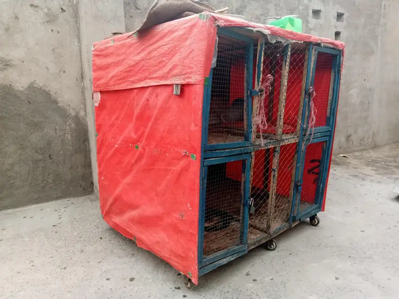 cage for sale 4 khana pingra for sale chana gali — photo 2