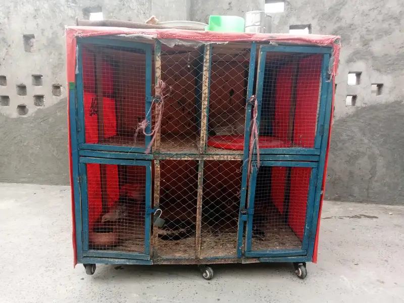 cage for sale 4 khana pingra for sale chana gali — photo 5