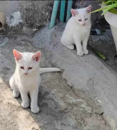 Prue Persian kitten for age 3 month price only 7k