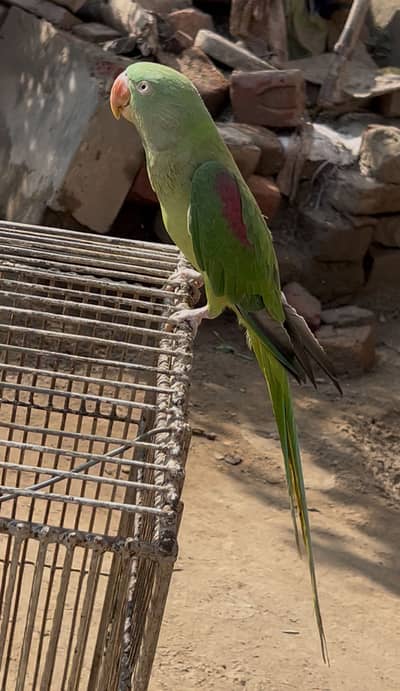 Raw female talking parrot