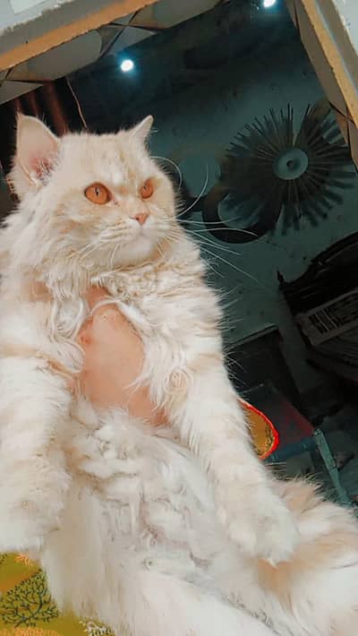 cats family for sale father+mother+4 kittens