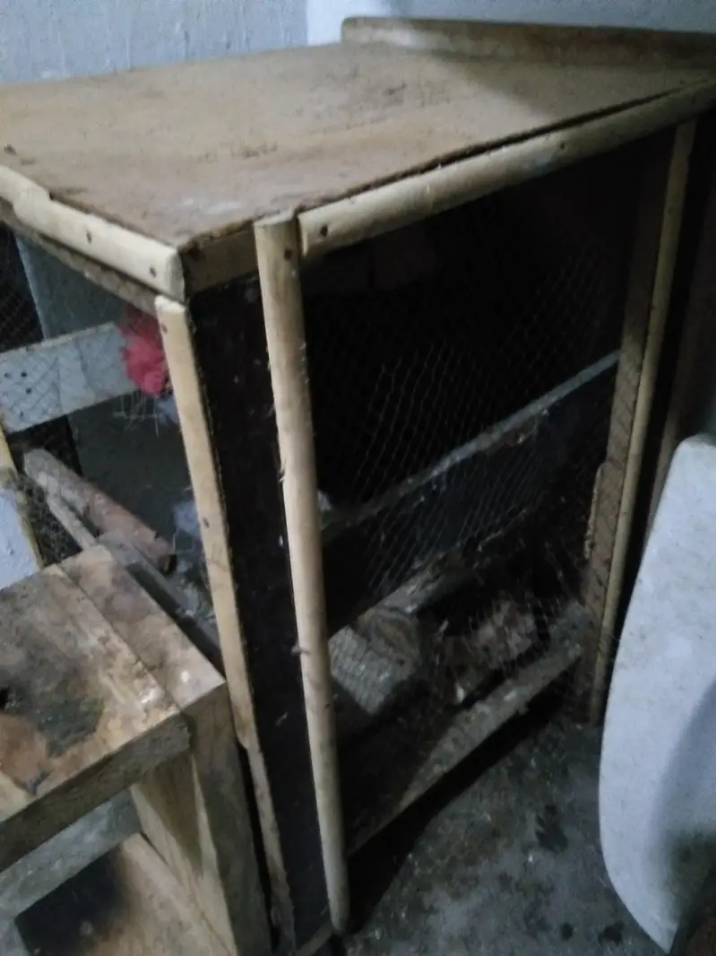Desi Murga Ghar ka Palaa hua Pinjra free 0322-48-63-685 — photo 3