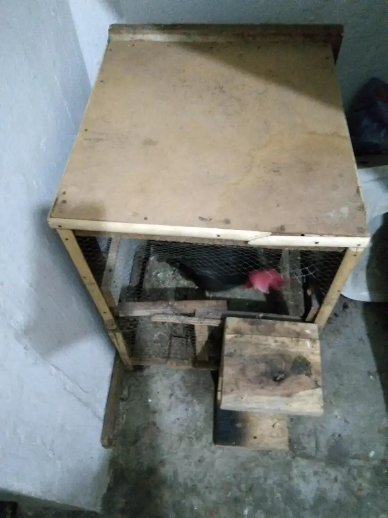 Desi Murga Ghar ka Palaa hua Pinjra free 0322-48-63-685 — photo 4