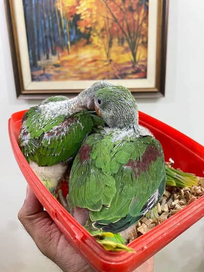 raw parrot chicks