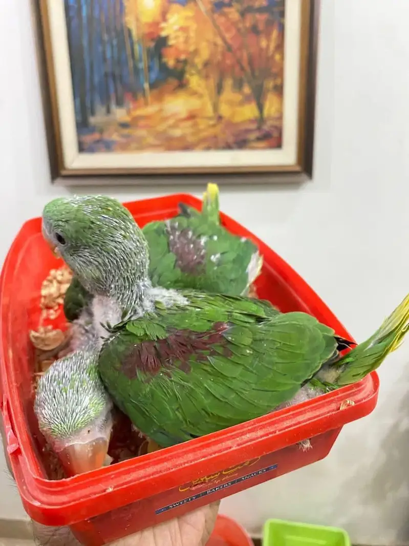 raw parrot chicks — photo 2