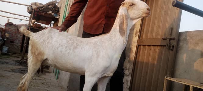 goats for sale