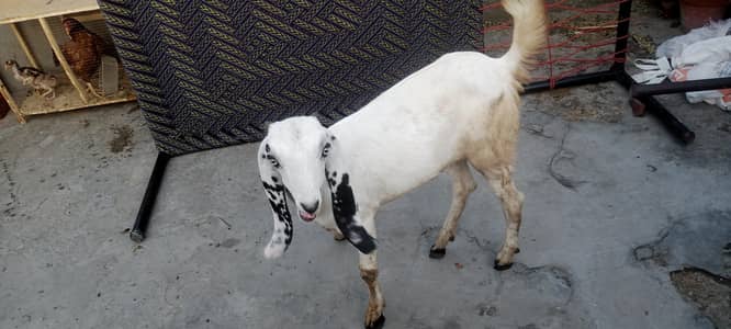 goats for sale