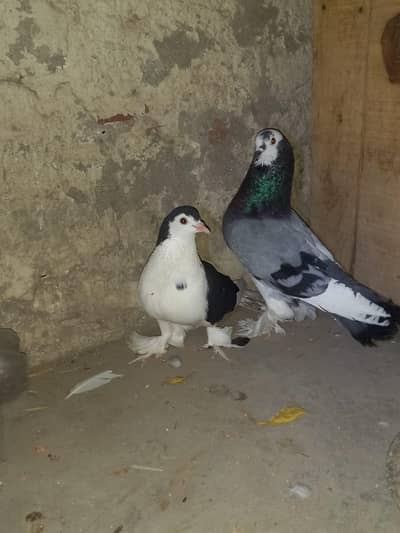 ghubaara cross male or sherazi female