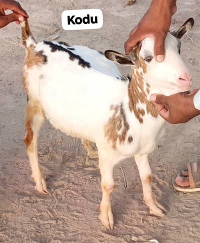 ZERO SIZE KODU