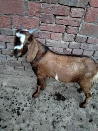 bakra