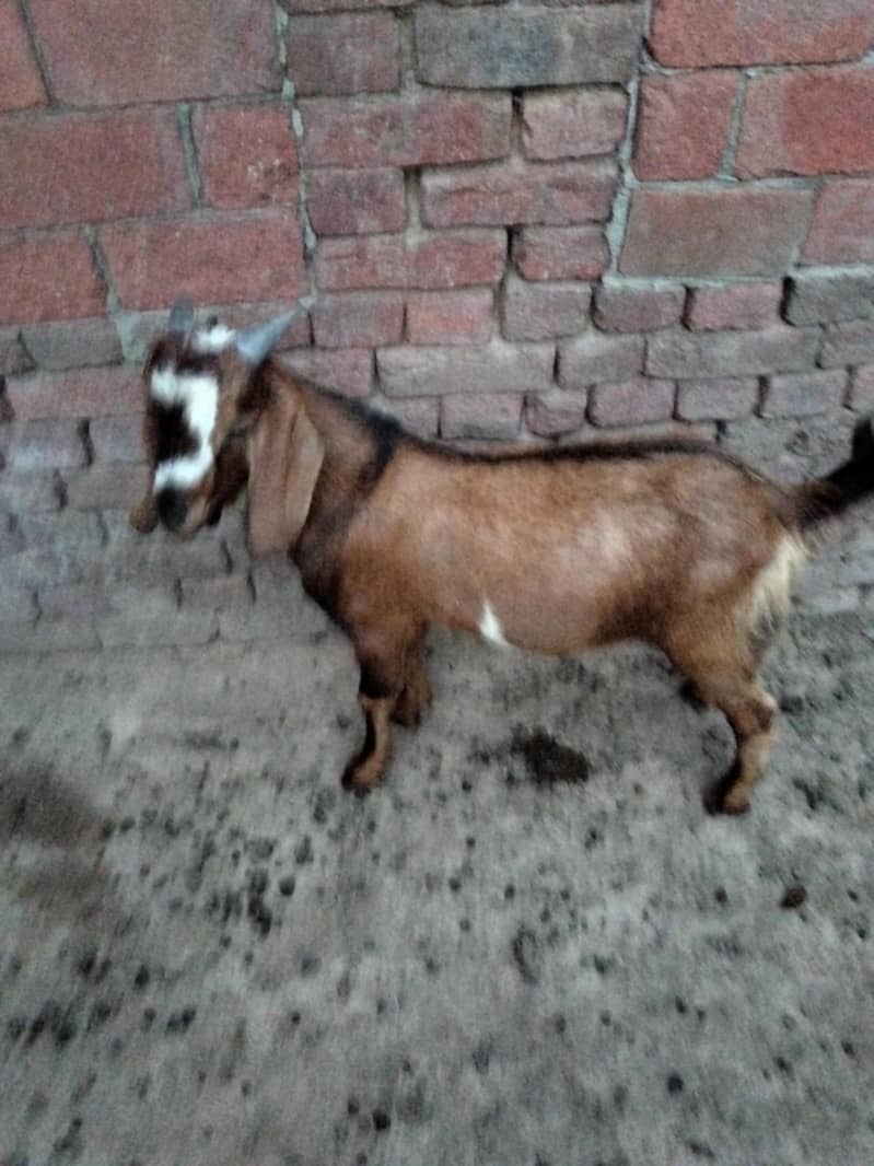 bakra 1