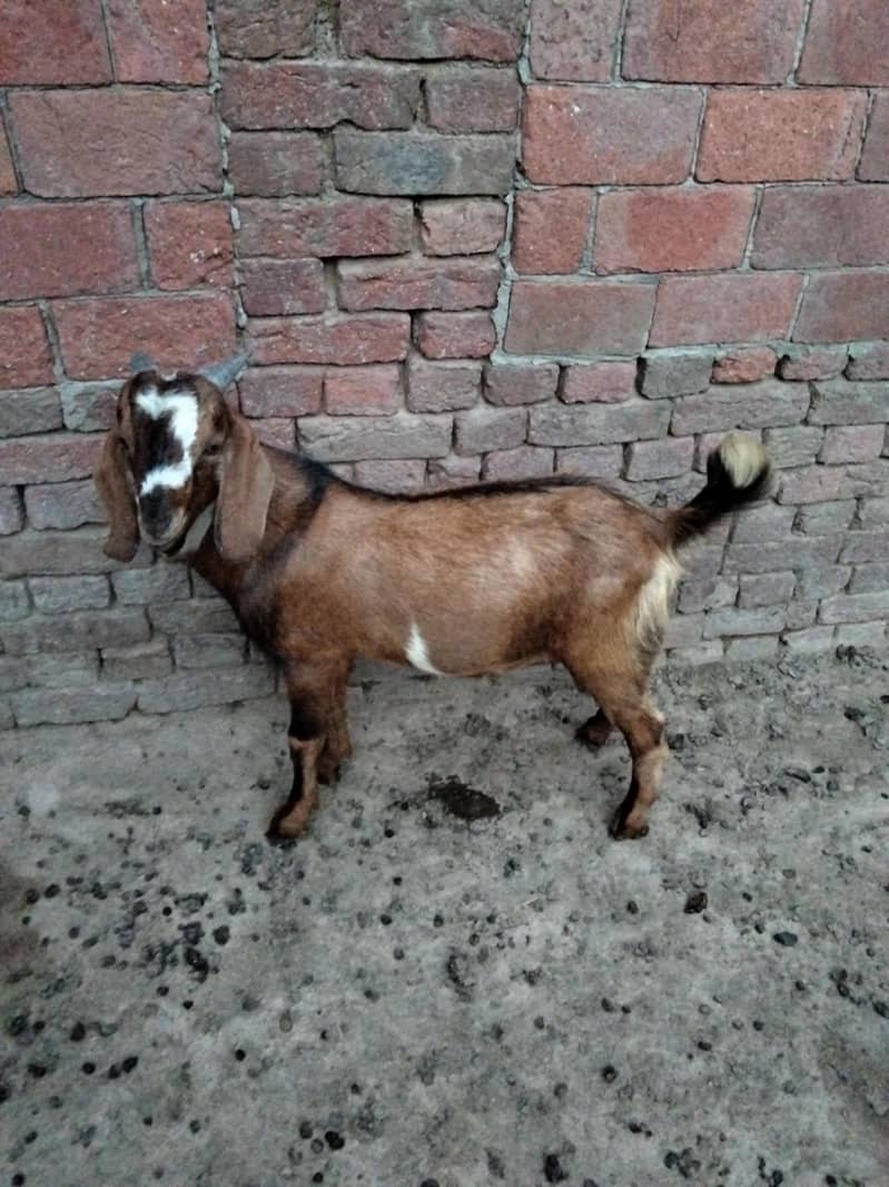 bakra 2